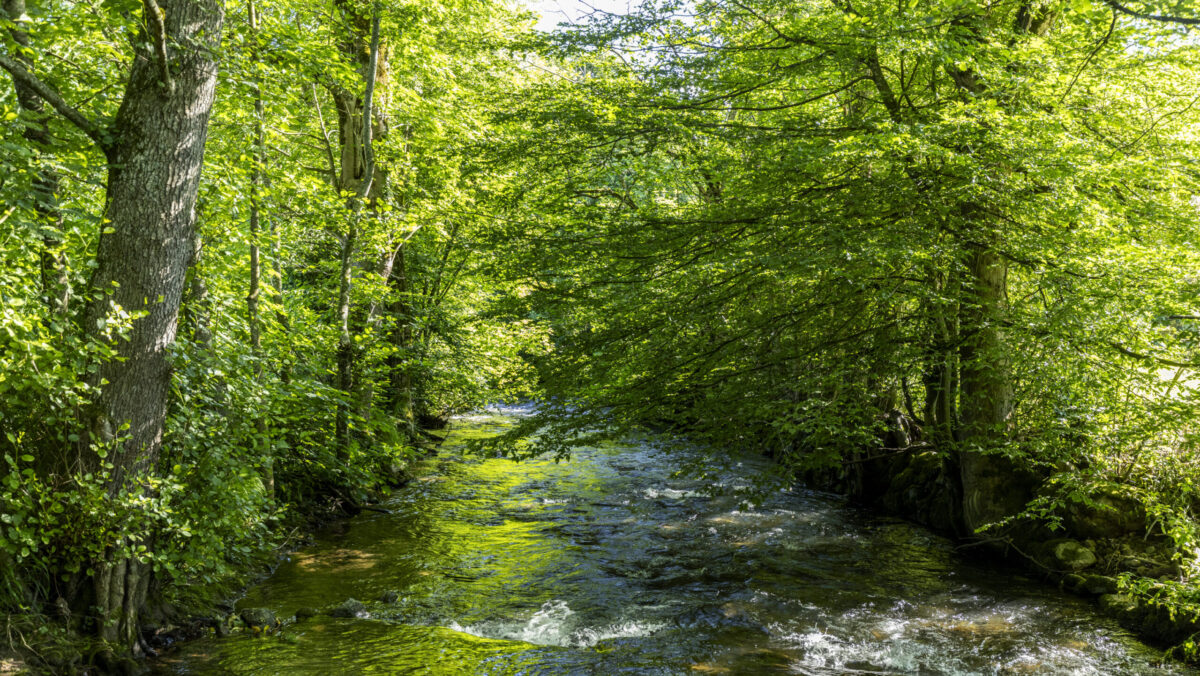 Der Wagensteigbach